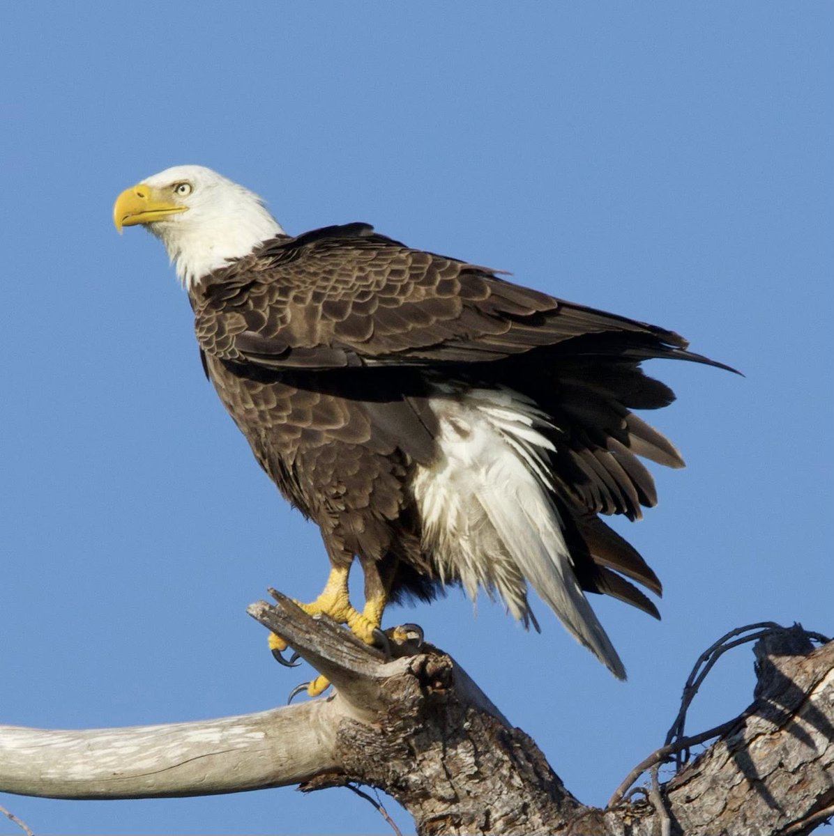 RisingTideFL's tweet photo. During a recent Sunset Bird Rookery Boat Tour with Rising Tide Explorers, guest Betsy M. Buitekant captured these incredible photos of an eagle’s nest and its growing eaglet near the launch site. 
#RisingTideFL #BaldEagle #eaglet #NaplesFL #FloridaWildlife #NaturePhotography https://t.co/J5w23XNjFu