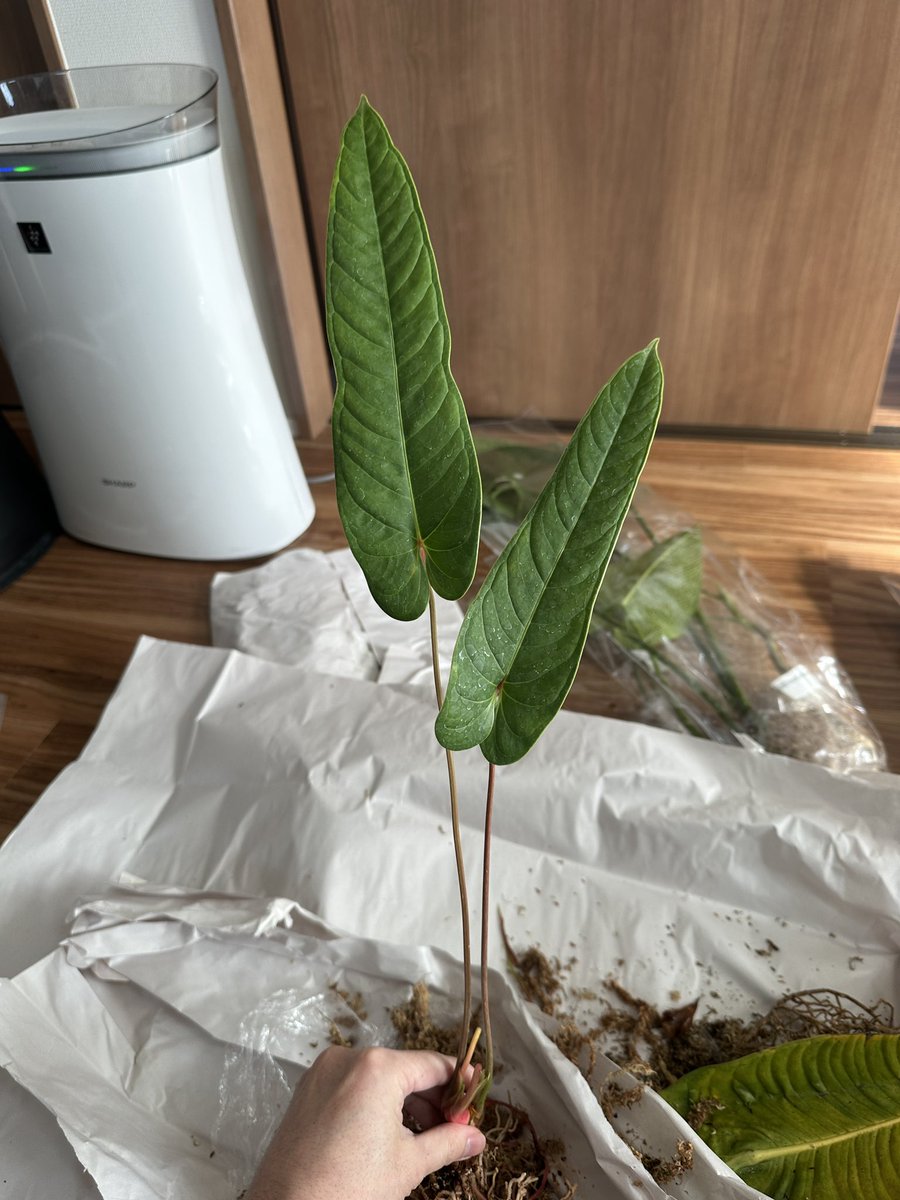 Masaya (@masaya_zxrs) / Posts / X