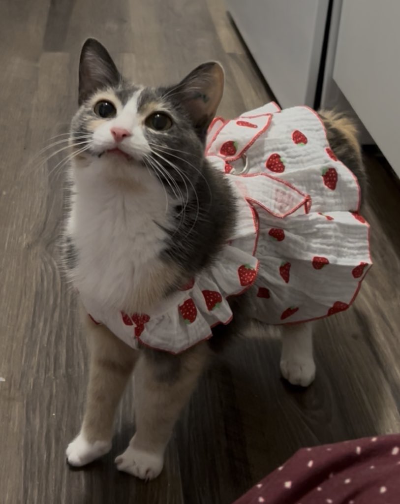 monkey & zoe ❤️ oreo 🌈 tweet media