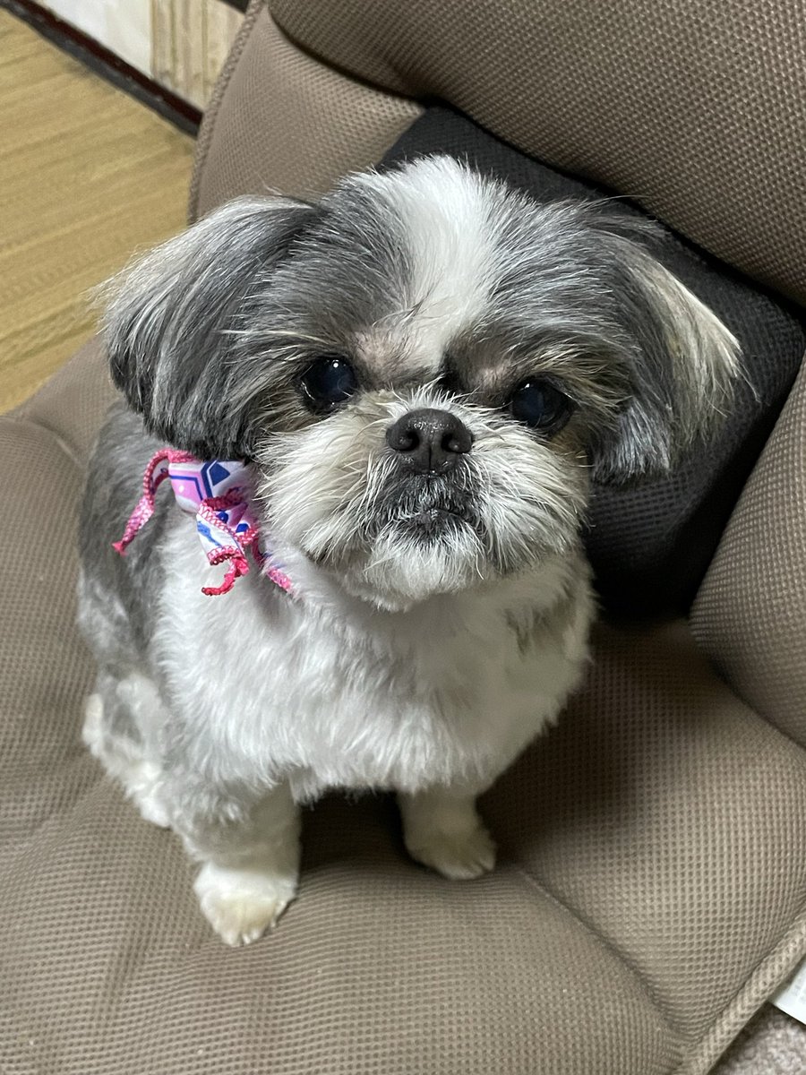 ふーみん tweet media