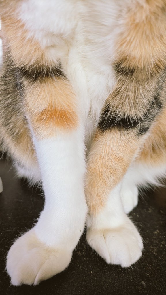 座ってるけどモデル立ちの マメコ様の あんよの模様 かわいくないっ