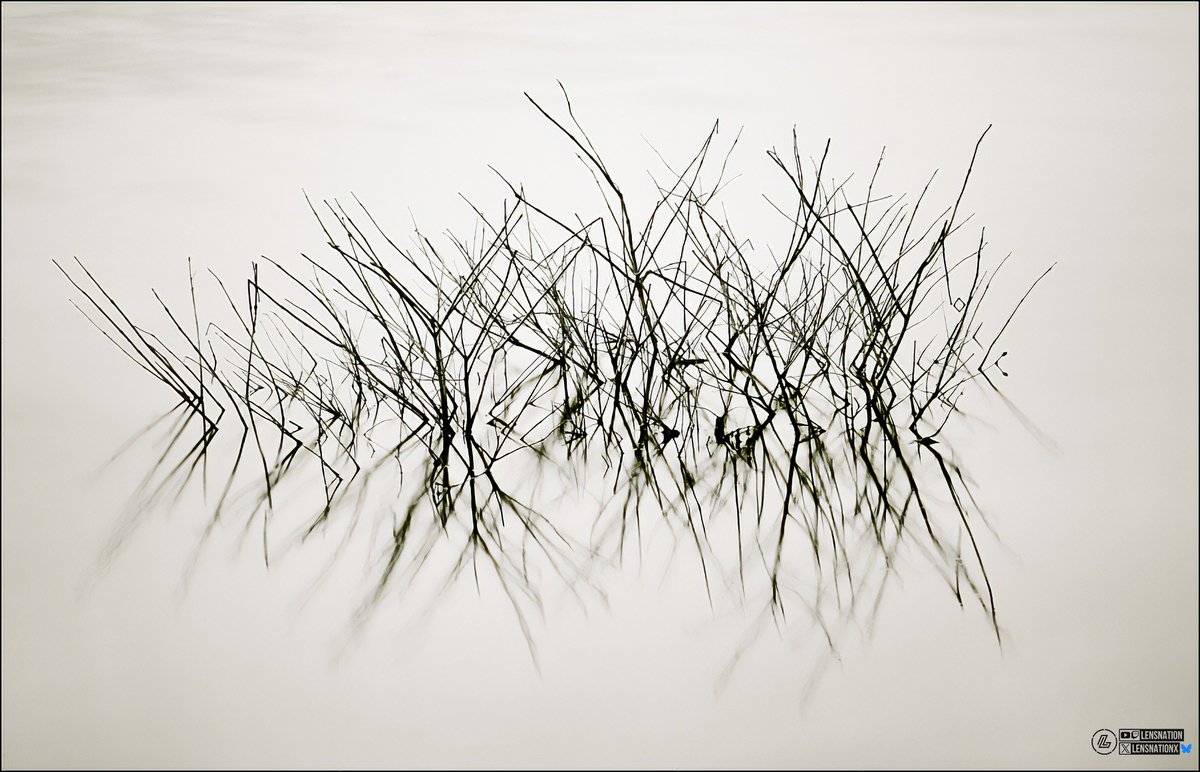 LensNationX's tweet image. strings that bind  
you to the earth  
are the bones  
reaching out to the sky

#photography #dslr #wanderlust #photos #photo #NaturePhotography