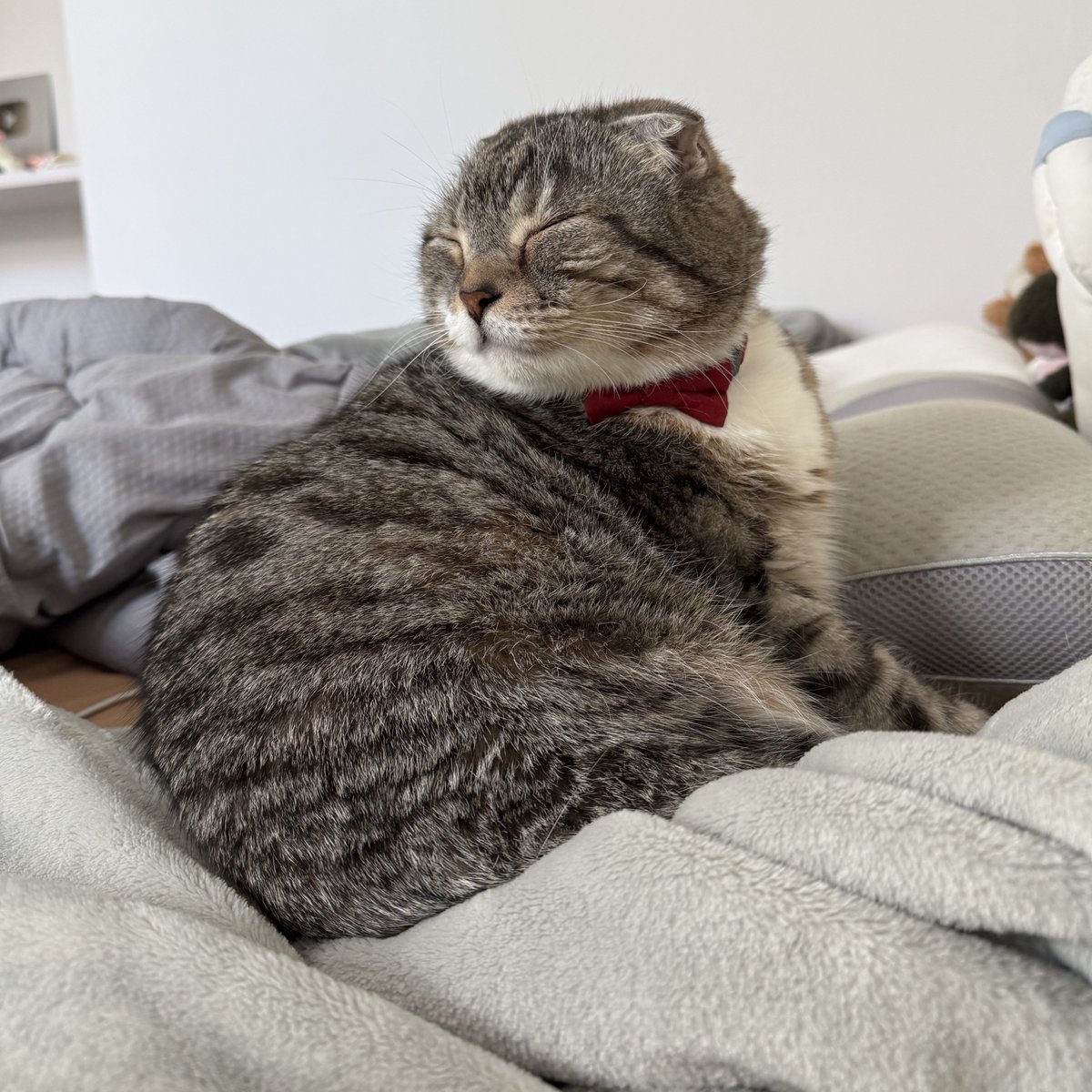 nekozo_cat's tweet photo. そしてカリン様🐱✨ https://t.co/Ui10s50NIE