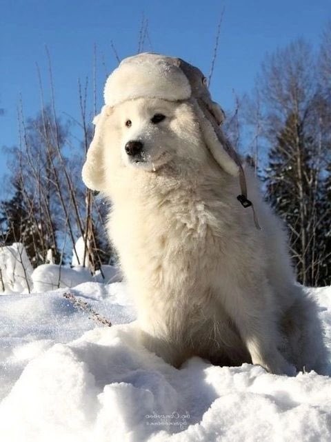 tongton_a's tweet image. 앤톤 사모예드파 힘챠게 등쟝