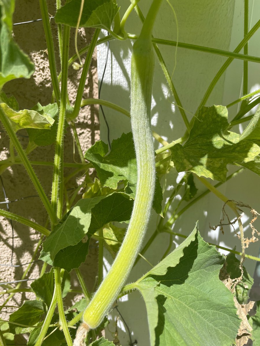 V’s Garden tweet media