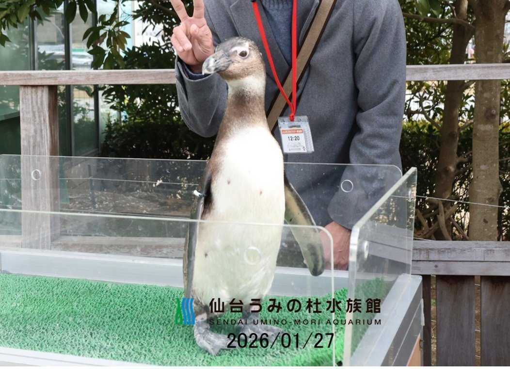 ふぉーげる tweet media