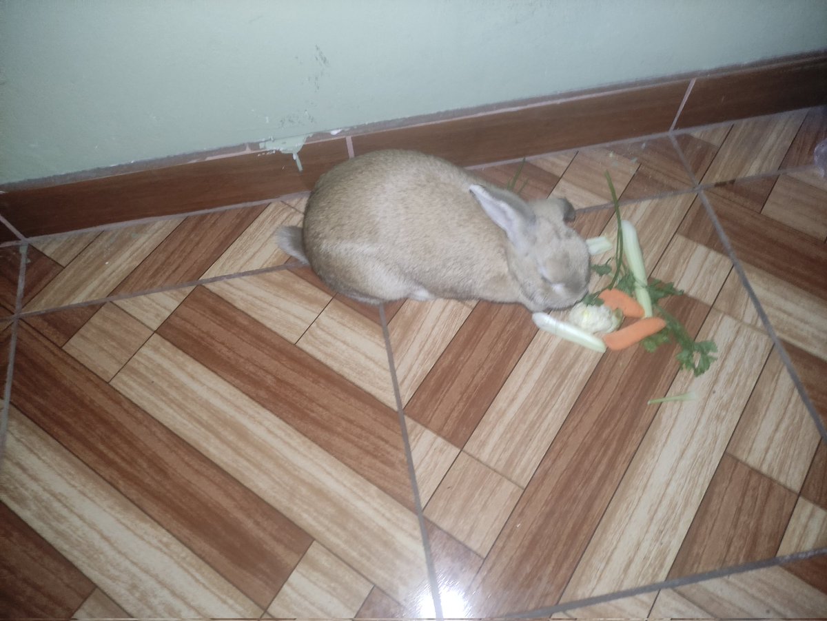 abner/🌱/ ∇/🏍️💥/🎏🏃‍♂️/🖍🐟/🐍☕/🪖🎀 tweet media