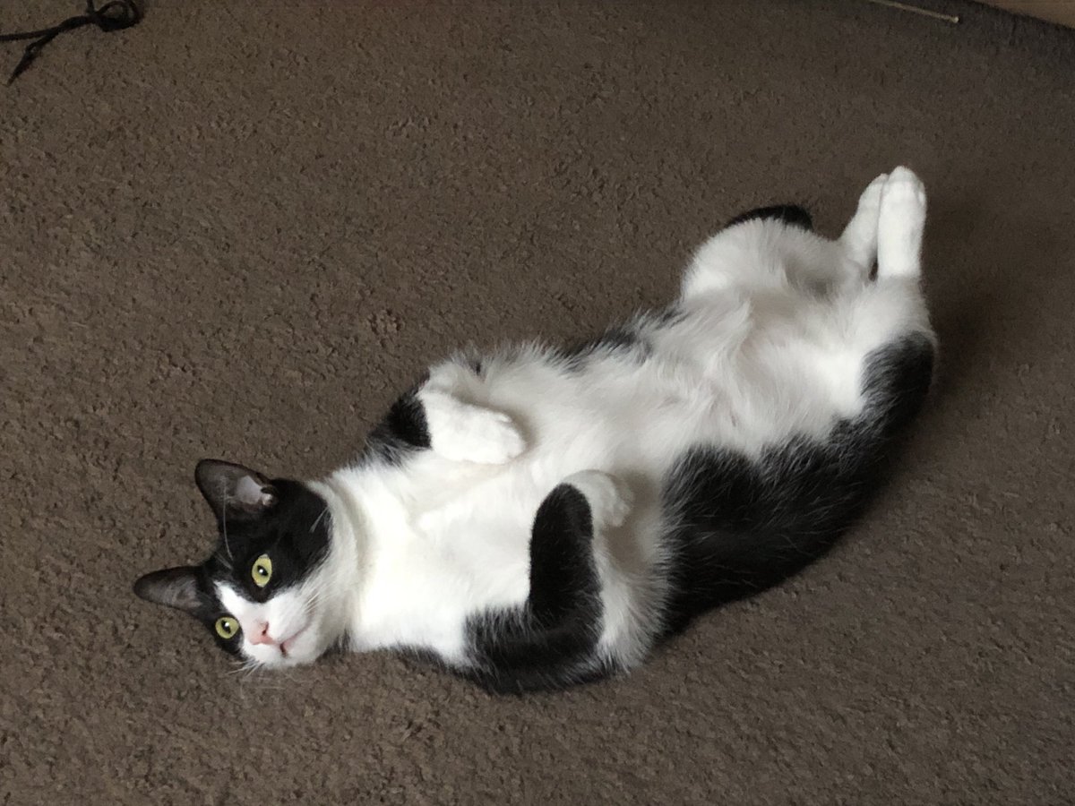 quantumzebra's tweet photo. cat https://t.co/MwZaUEwFin