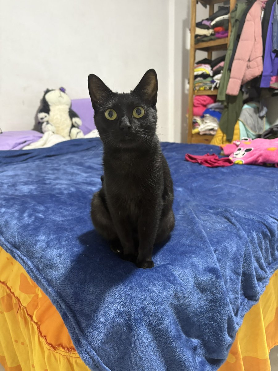 Adopta a Calii 🩷🐾…, le encanta ser la reina por lo que debe ser gatita única 🥰. Protocolo completo de salud. Puedes escribir al 5564142756 CDMX. <a href="/MascotaCoyoacan/">Mascotas Coyoacán 🐾</a> <a href="/MascotasSismo/">Mascotas Sismo</a> <a href="/mascotasdifunde/">Difusión de mascotas</a> <a href="/RescateAnimal/">Rescate Animal</a> <a href="/Animales_CDMX/">AnimalesCDMX</a> <a href="/AdoptaCDMX/">AdoptaCDMX</a> <a href="/pnamexico/">PNA México Adopta</a> <a href="/PlayAdoptMe/">Adopt Me!</a>