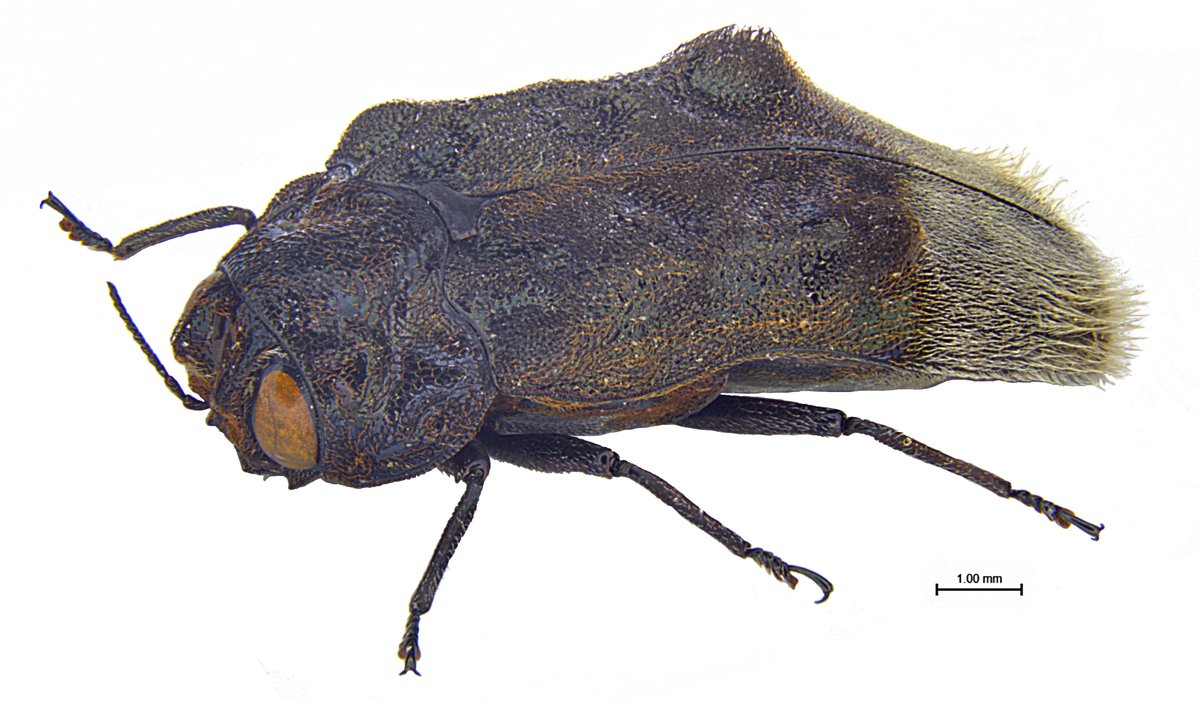 PENEMUAN BAHARU: Permata Rimba Malaysia!

Kenali 𝐴𝑚𝑜𝑟𝑝ℎ𝑜𝑠𝑜𝑚𝑎 𝑑𝑎𝑛𝑢𝑙𝑘𝑎𝑒, spesies kumbang permata (Jewel Beetle) terbaharu yang baru sahaja direkodkan dari Semenanjung Malaysia!

Spesies ini merupakan penemuan yang sangat bermakna dalam dunia entomologi: