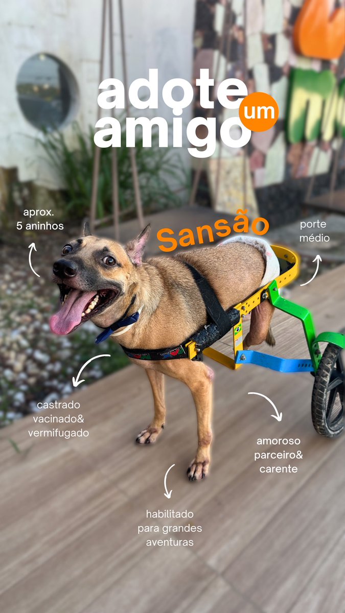 Projeto Jovens Pelas Patinhas tweet media