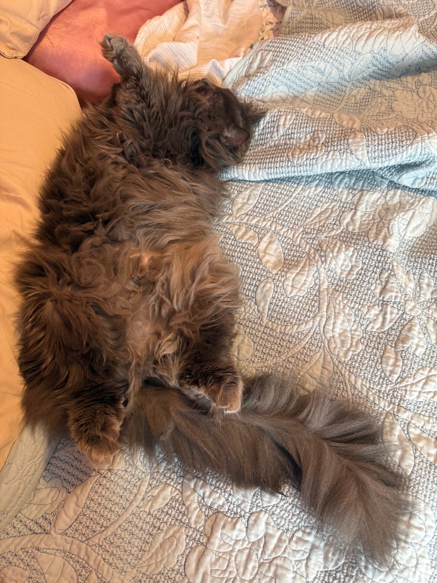 ChloeandBlueCa1's tweet image. Hi furiends. I like to crash on the bed when mom is trying to wash the bedding. It’s so fun to attack her through the sheets!! ❤️🐈‍⬛❤️ #chloe #fundaymonday #cats