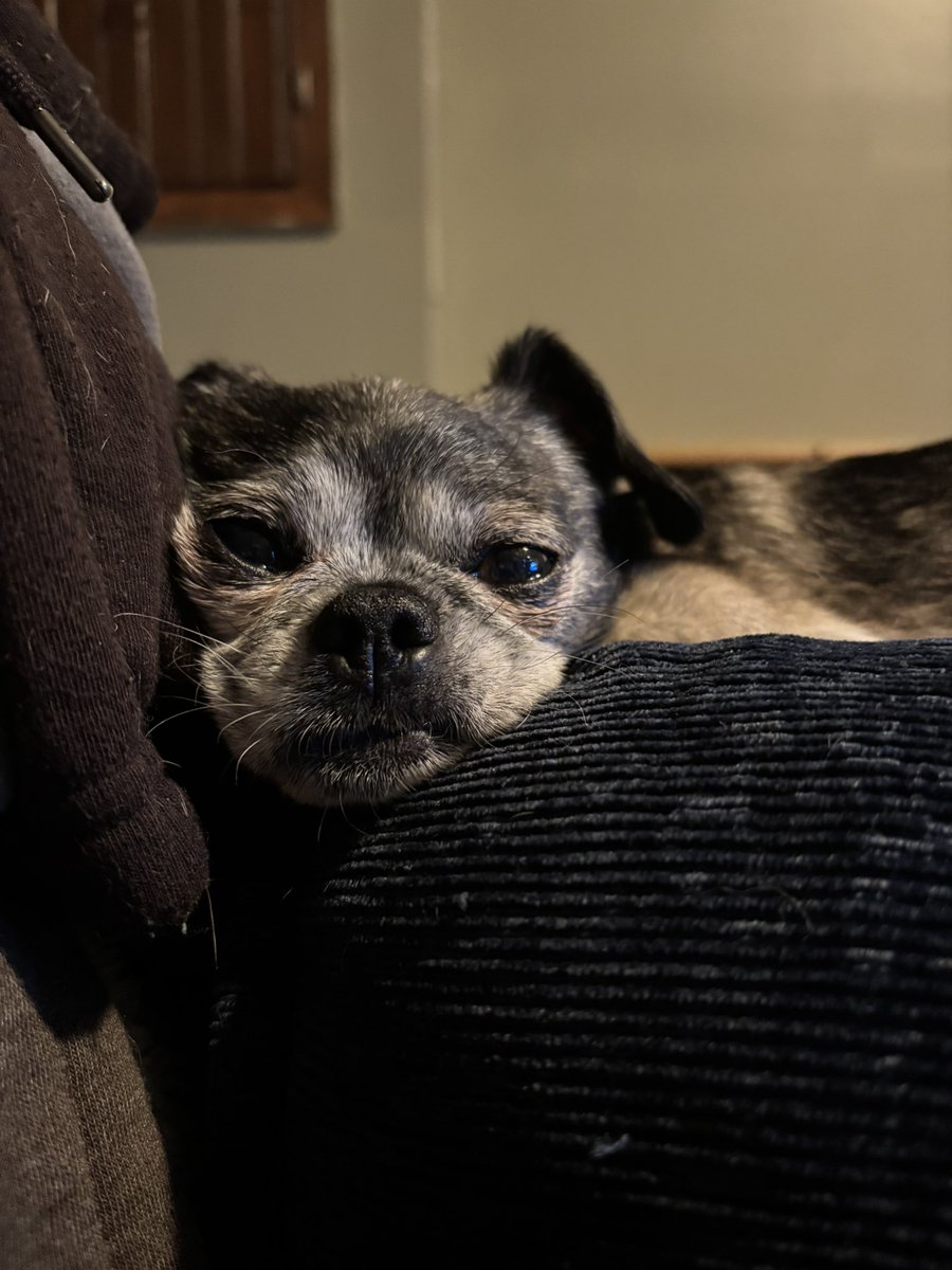 cowsofoblivion's tweet photo. I love my counterfeit pug.(she’s Pekingese chihuahua but everyone always insists she’s a pug) https://t.co/3VMkp72Noj