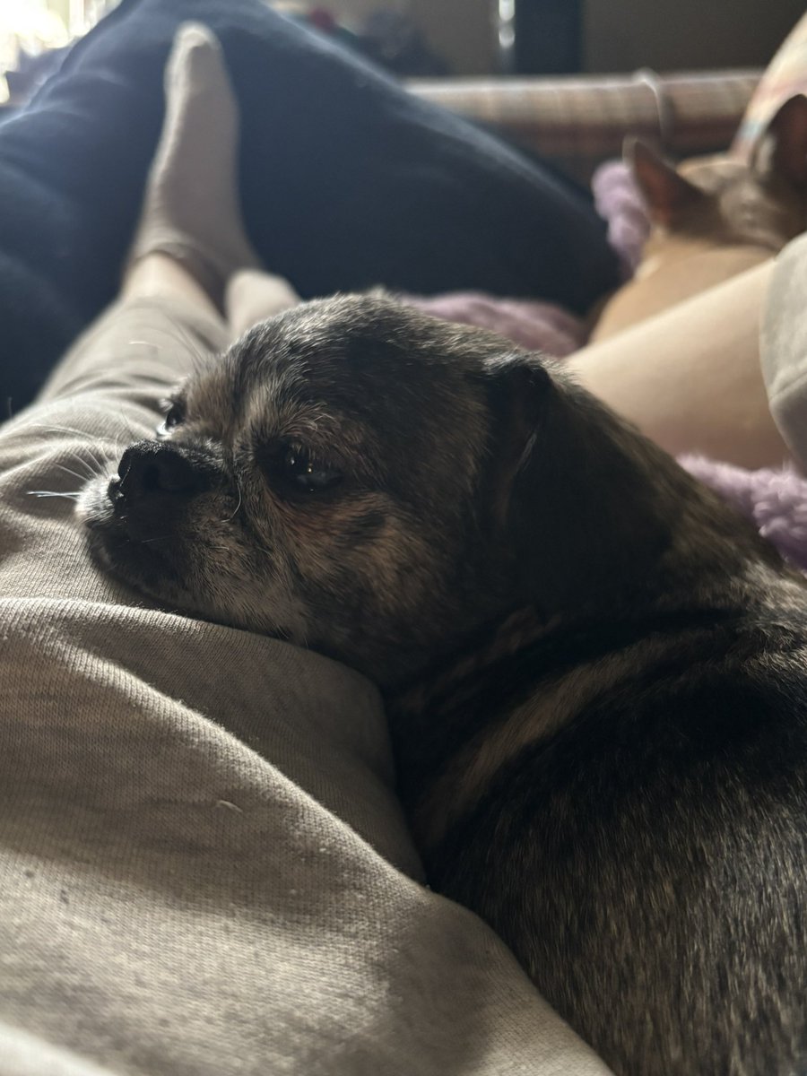 cowsofoblivion's tweet photo. I love my counterfeit pug.(she’s Pekingese chihuahua but everyone always insists she’s a pug) https://t.co/3VMkp72Noj