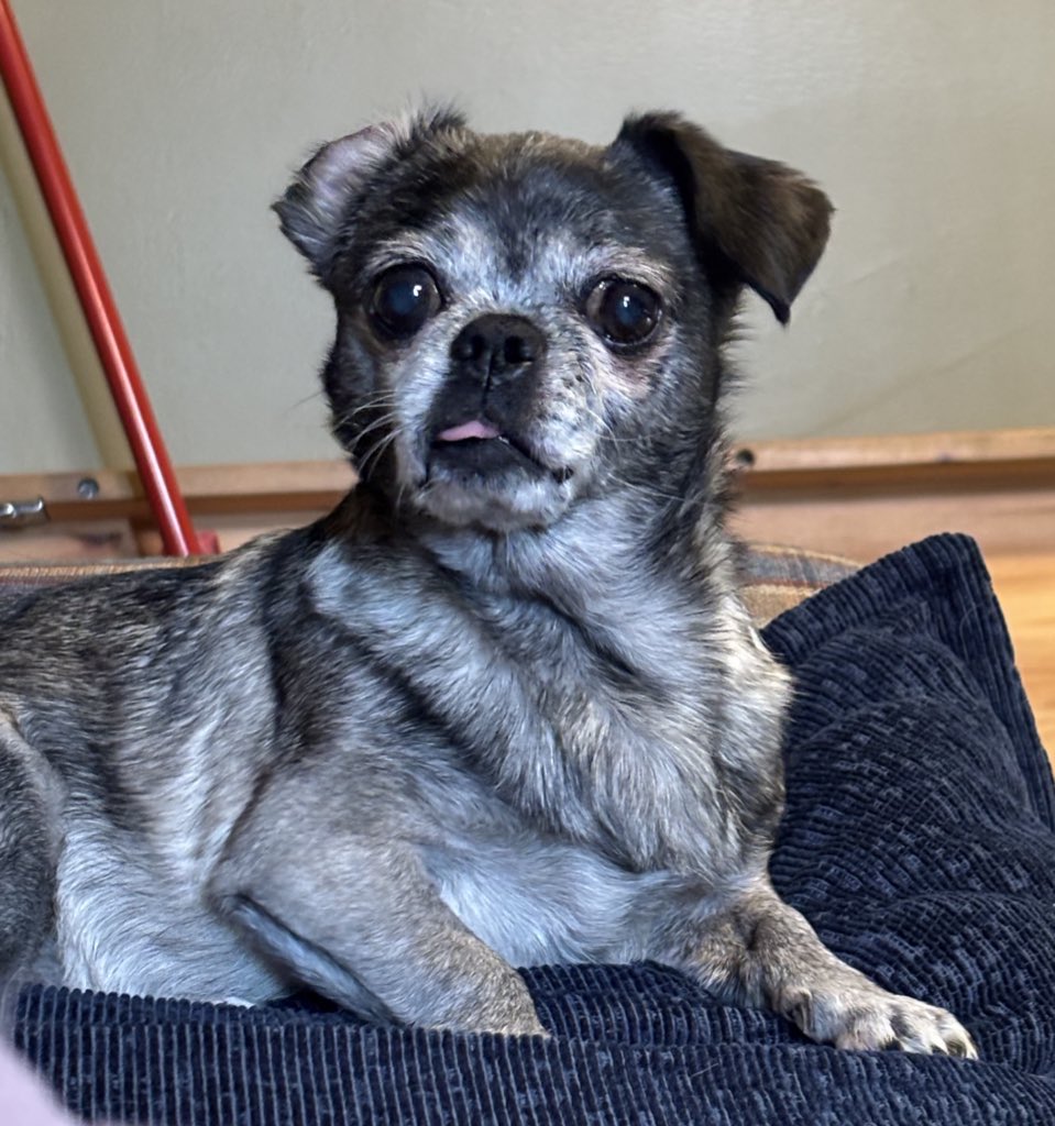 cowsofoblivion's tweet photo. I love my counterfeit pug.(she’s Pekingese chihuahua but everyone always insists she’s a pug) https://t.co/3VMkp72Noj