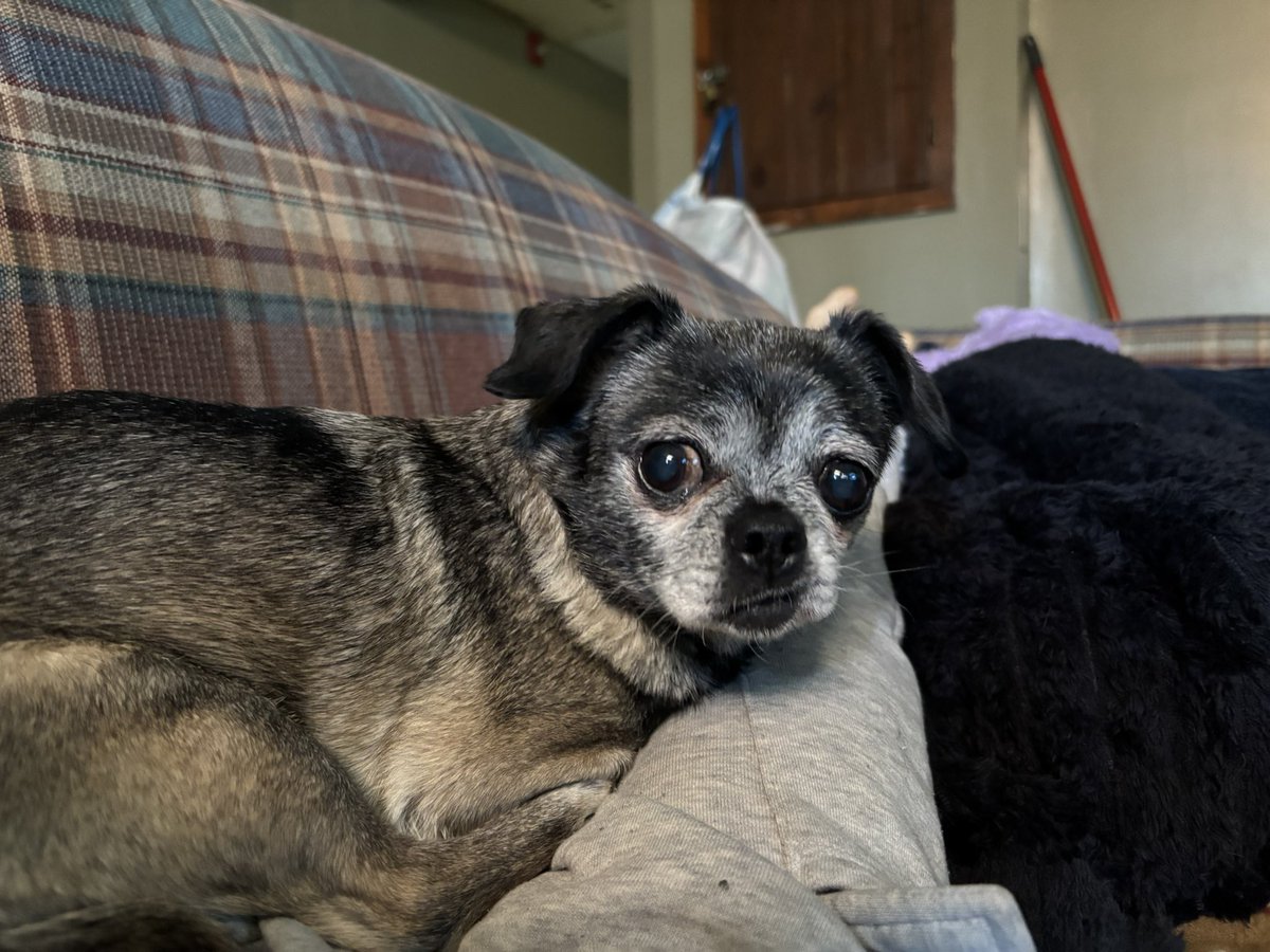 cowsofoblivion's tweet photo. I love my counterfeit pug.(she’s Pekingese chihuahua but everyone always insists she’s a pug) https://t.co/3VMkp72Noj