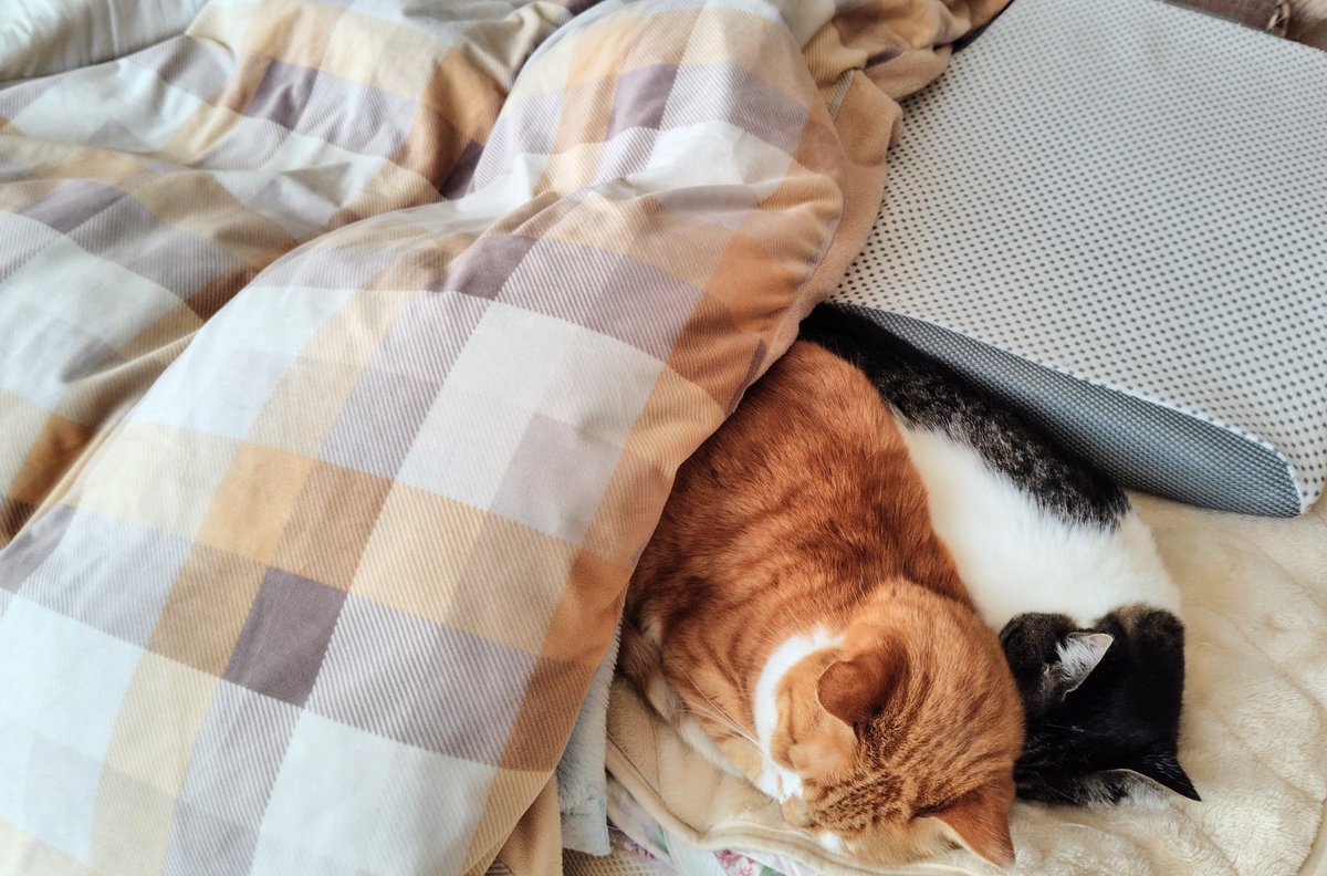 三毛猫 (@nanayoume33) / Posts / X