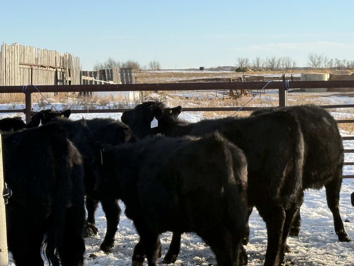 Sean McGrath tweet media