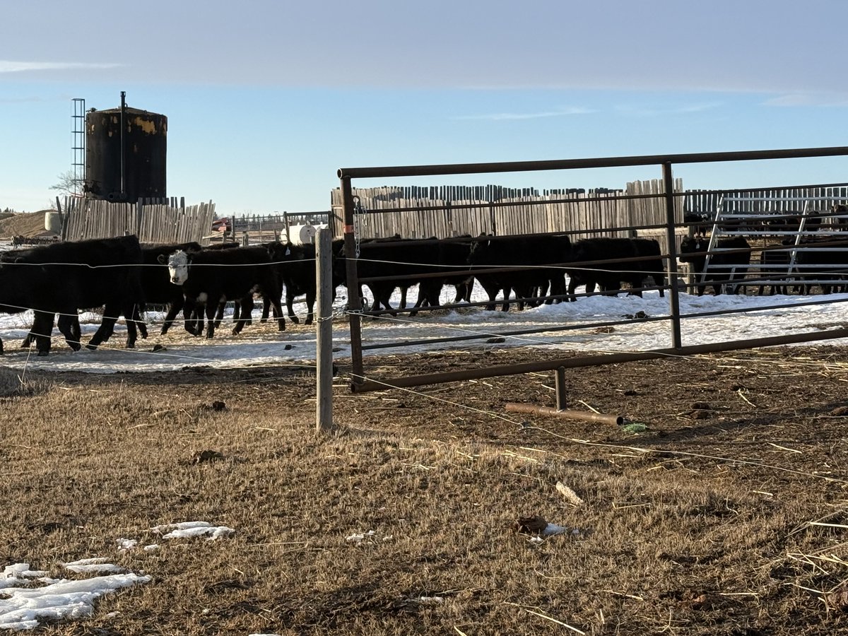 Sean McGrath tweet media