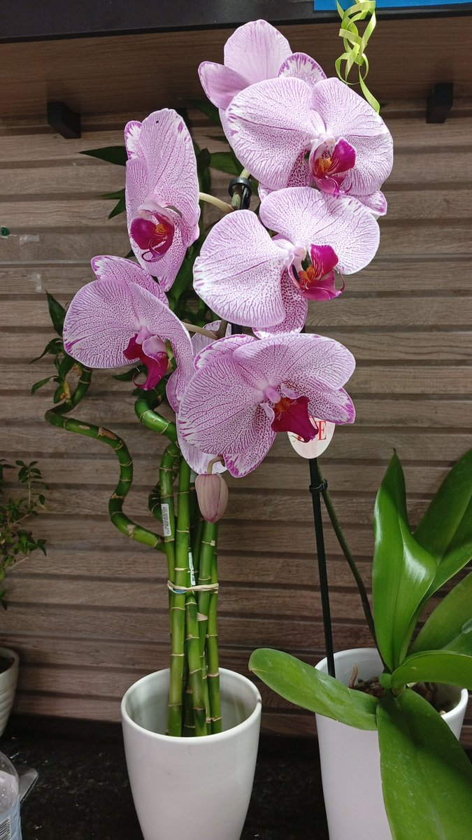 palacio tweet media