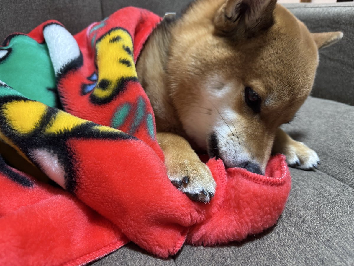 眠い🥱💤お布団かみかみするのがマイブームな柴犬こむぎさん🐕