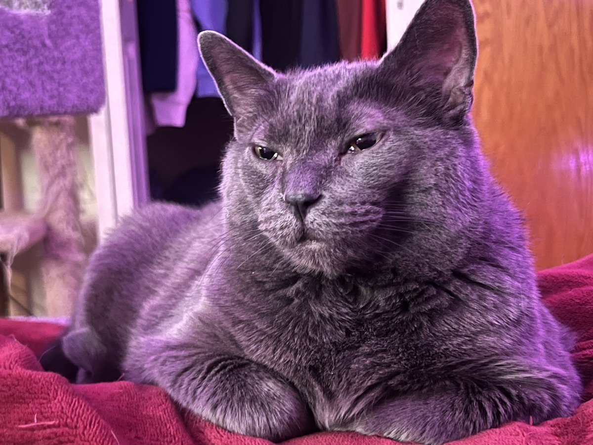 Puff the Magic Kitty tweet media