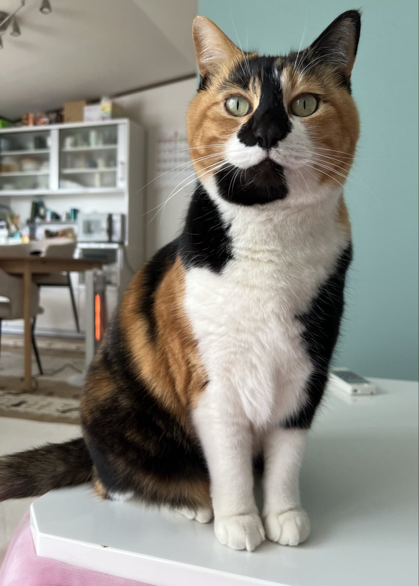 三毛猫はなこ (@hanako20180721) / Posts / X