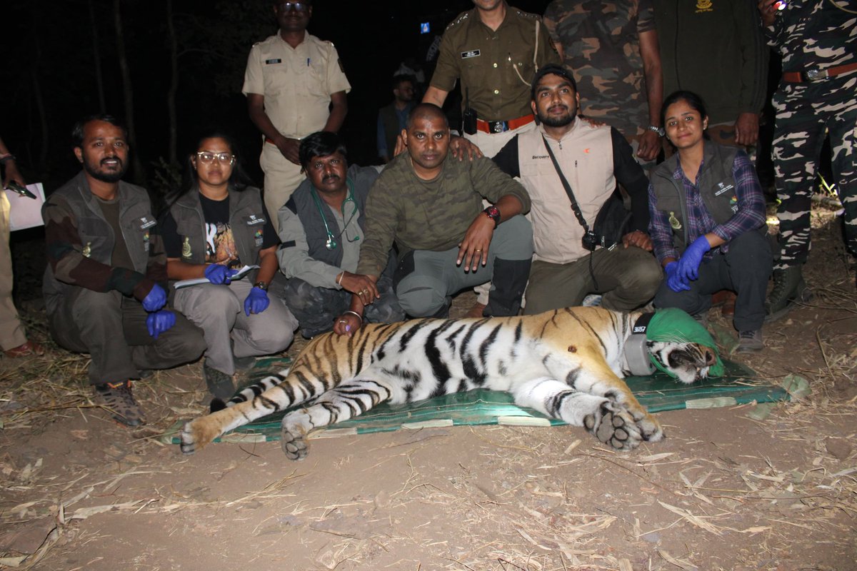 Wildlife Institute of India tweet media