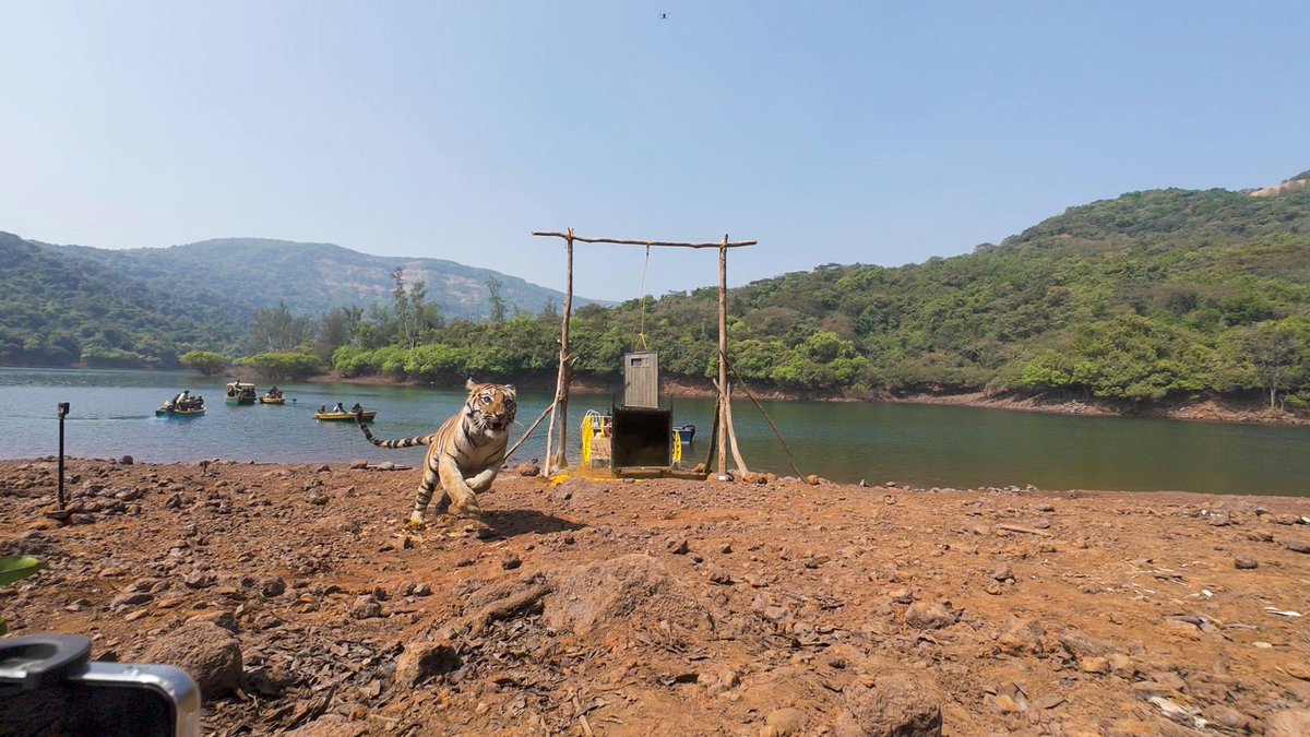 Wildlife Institute of India tweet media