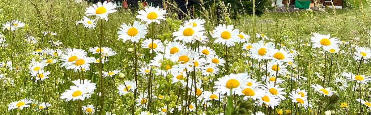 MFWCassidy's tweet photo. "Like daisies in a field of weeds, always find your own rhythm, just like Stray Kids."

GABOJAGO STAYVILLE  
#StayPositive
#StayForStay 
#WeMakeStrayKidsStay
@Stray_Kids https://t.co/VtLFZfBp33