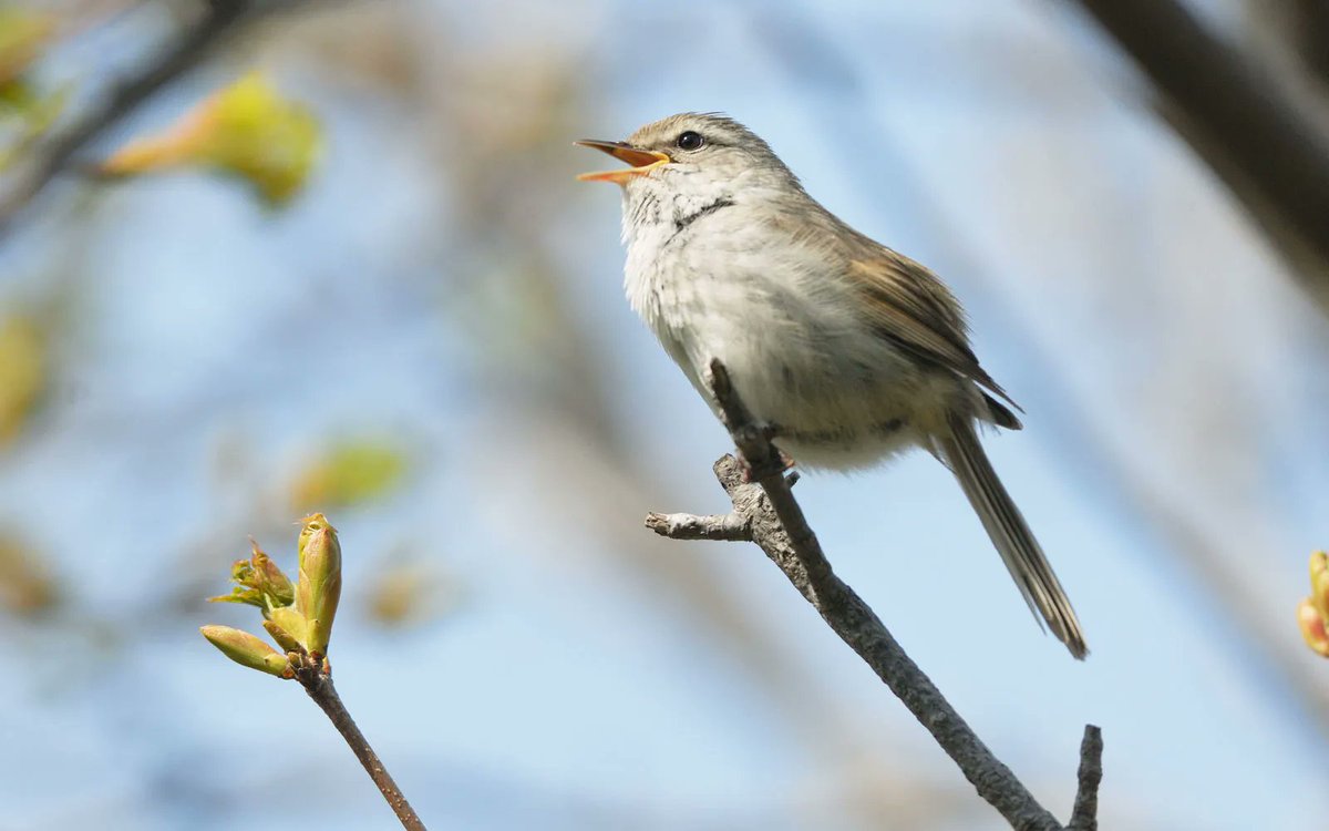 立春次候／黄鶯睍睆（うぐいすなく）　2/9〜2/13頃

ウグイスの初音（はつね）が、春の到来を告げる頃。
「ぐぜり」から始まり、次第に美しい鳴き声に。
鈴のように響き渡り、春の心地よさを届けてくれます。

▼七十二候（しちじゅうにこう）一覧／春
ぜひご覧ください♪
543life.com/content/about7…