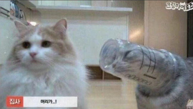 🖤 rotshi 💙 tweet media