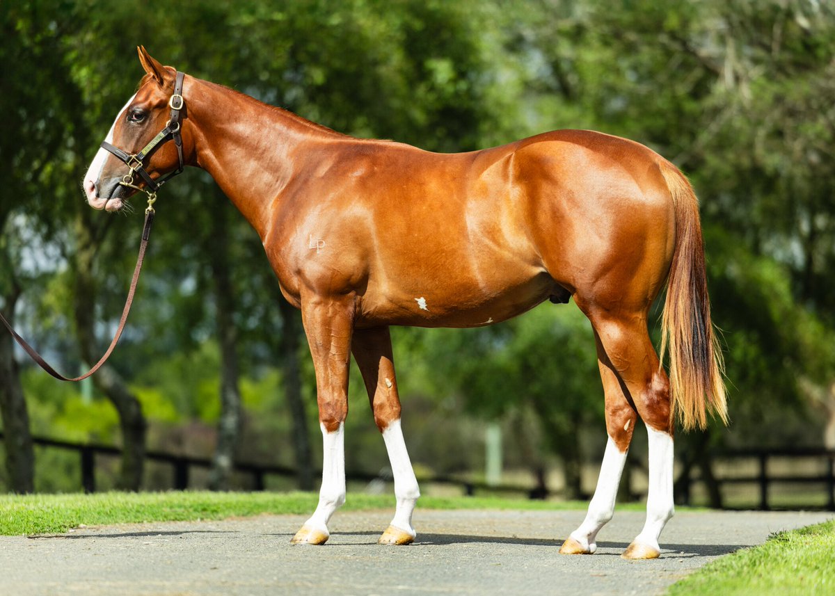 Shares Selling Now!!! Give me a ring, 0409211155

The nephew to a Melbourne Cup winner for just $20k.
A son of So You Think's fastest son Peltzer (3 wins as a 2 yr old)

Here is your classic 2 yr old,  Tasmanian Derby, Hobart Cup and beyond.