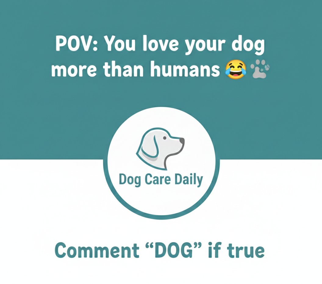 DogCareDaily29's tweet image. POV: You love your dog more than humans 😂🐾
Comment “DOG” if true
.
.
#dogparents #dogcare #usadogs #dogshorts #petlove #doggrooming#dogcare #cutedog #dogbath #petgrooming #dogshorts #youtubeshorts #doglover #puppylove#dogcare
#dogowners
#dogsoftiktok
#puppycare
#petparents