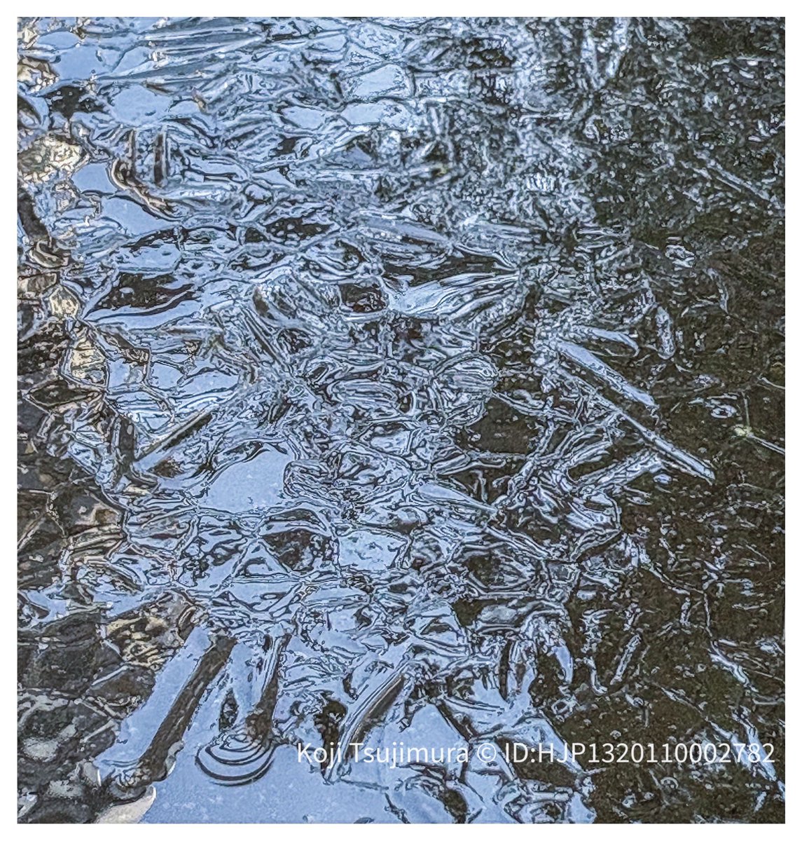 野洲市平野部、干したタオルが凍る朝です。手水鉢には厚く氷が張っています。