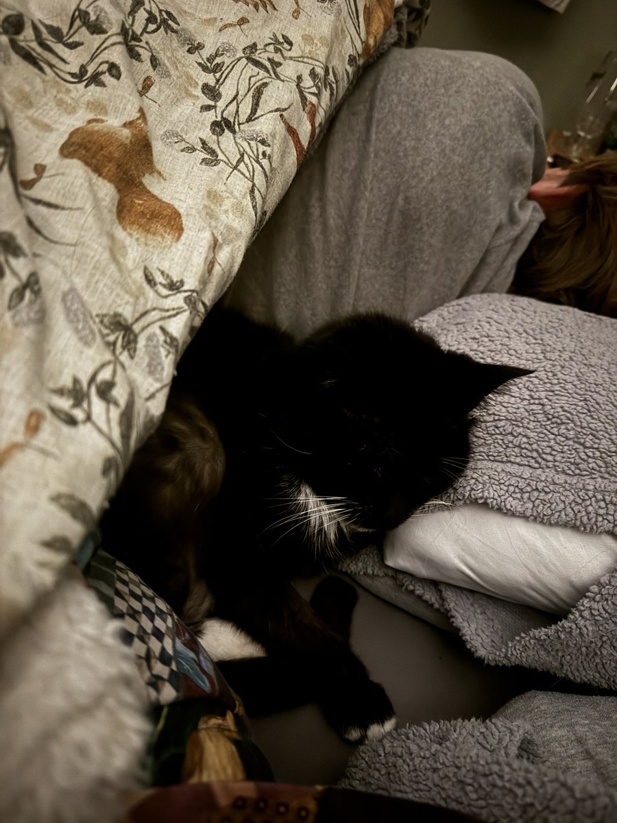 “ew you let your cat sleep on the bed” WRONG i let her sleep in the bed
