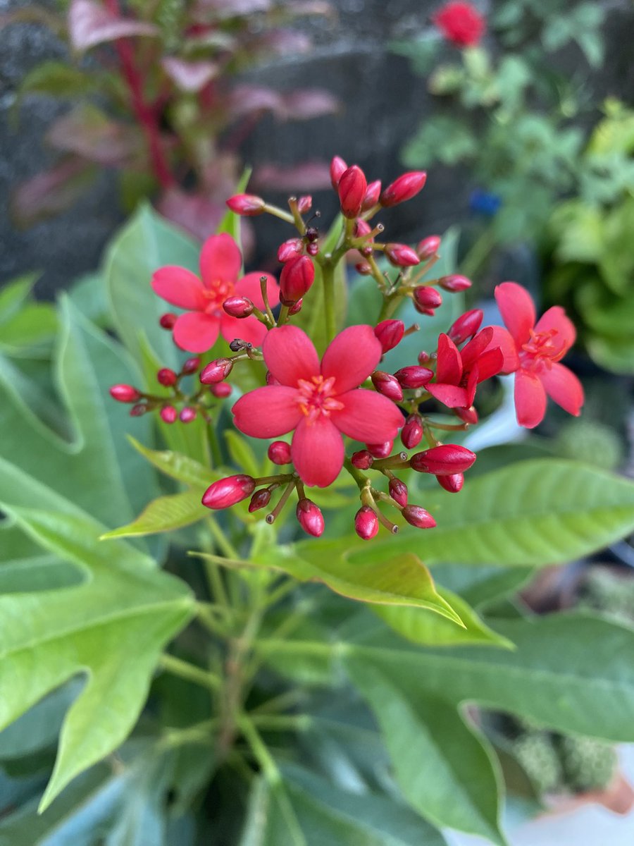 สวัสดีตอนเช้าน้าา ขอให้ทุกคนสดใสเหมือนดอกไม้เลย