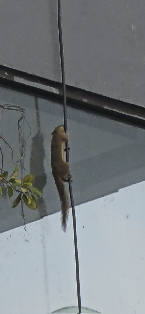 NateDoesHorror's tweet photo. Seen this little guy climbing! Crazy to see a squirrel! I actually didnt know Bali had squirrels 😭 https://t.co/oett6FXbOY