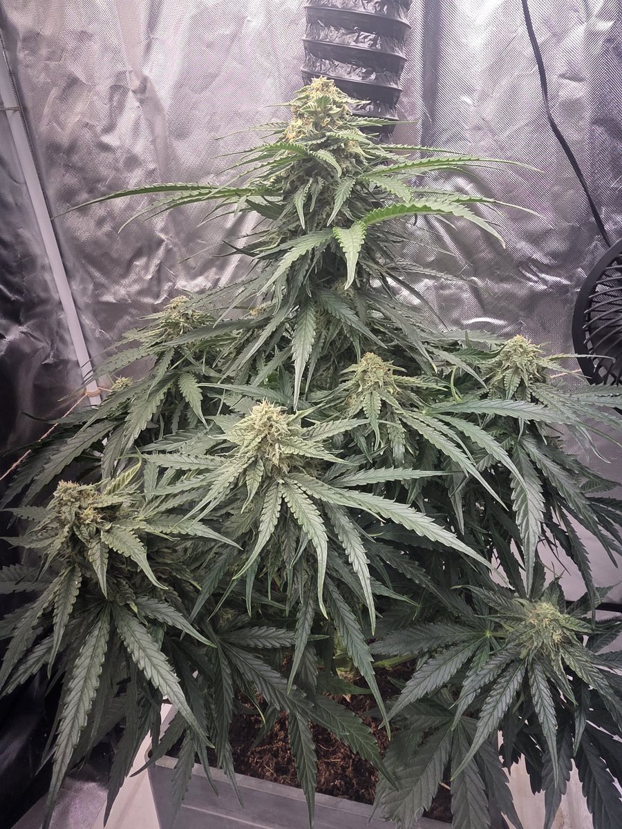 614Grower (@614Grower) / Posts / X