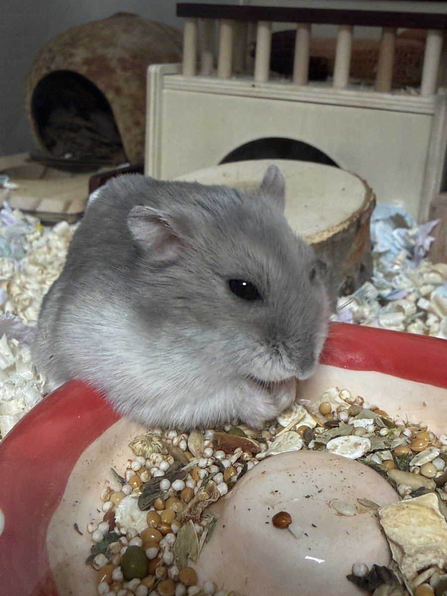 🥟두두🌱 tweet media