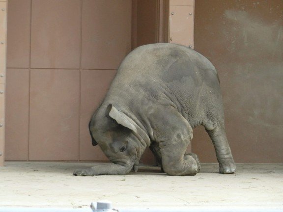 higashiyama5555's tweet photo. 子供の頃のさくら🐘

📷2015 東山動植物園　アジアゾウ
＃昔の東山 https://t.co/KxOOePHRaG