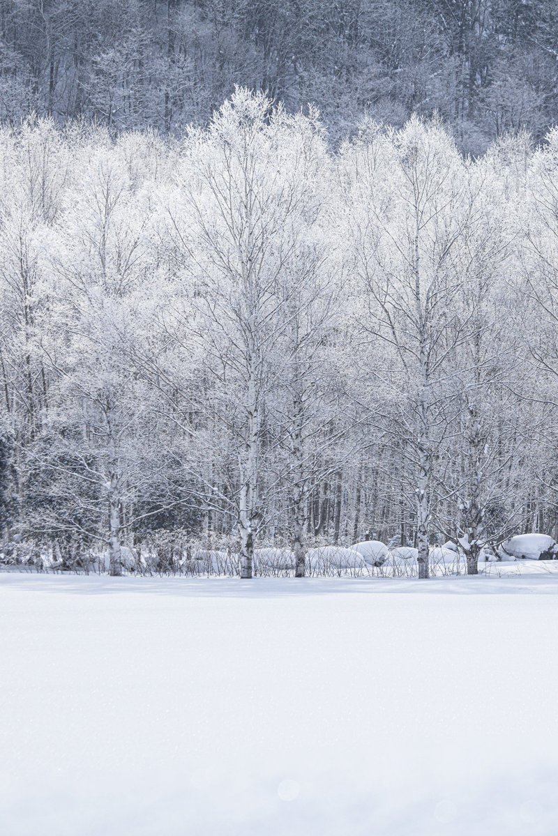 Mitsu_kurimru's tweet image. 雪景色って綺麗...
そんな事を言っていられないくらい今年は生活路が大雪で大変な事になっています。

そんな中昼夜問わず、時には「邪魔」や「うるさい」などの罵声を浴びせられながらも不眠不休で頑張ってくださっている除排雪の作業並びに警備の方々に感謝の思いしかありません。…