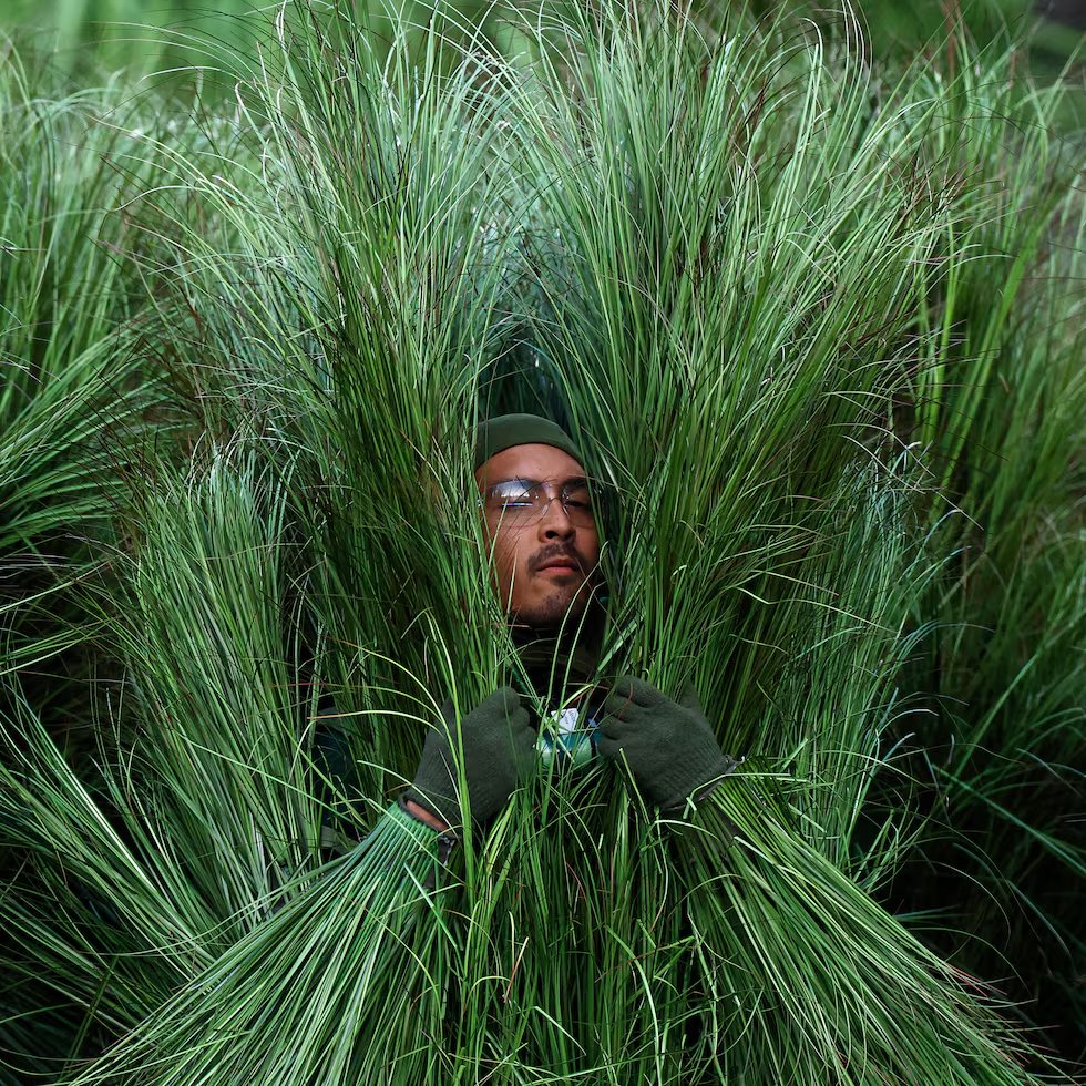 #DatosQueTalVezNoSabías Ayer vimos "plantitas humanas" corriendo en la cancha del Levi´s Stadium, y la razón de que la organización haya elegido que fueran personas y no utilería es porque la NFL tiene reglas muy estrictas para llevar a cabo cualquier Half Time, y una de esas es,