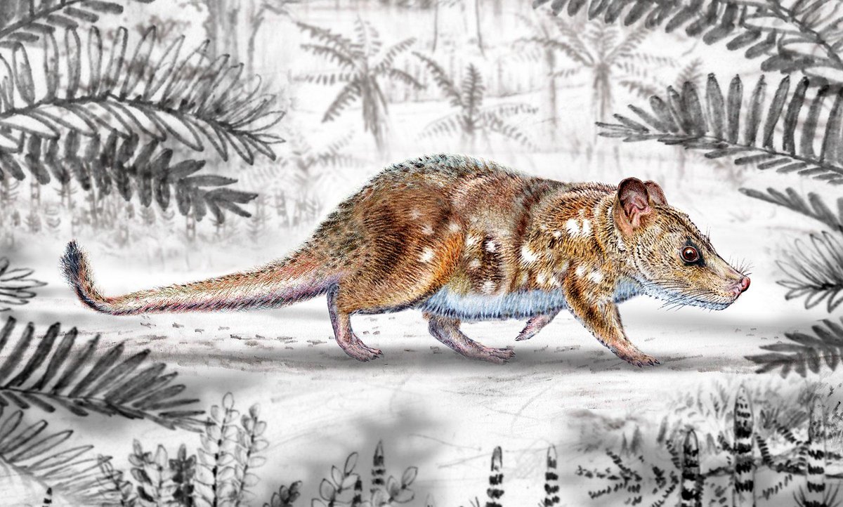 [#noticiasUchile destacadas 2025] Investigadores de la Universidad de Chile descubren al Yeutherium pressor, nuevo mamífero de la era de los dinosaurios, en la Patagonia chilena uchile.cl/u230924