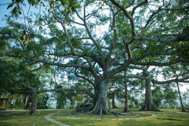 🌳Can one tree grow into a forest? 
This ancient banyan tree in Dongfang has stood through centuries of wind and rain, with its branches reaching down to form new roots, which in turn grow into new trees—layer upon layer, until six strong trunks connect together, spreading across