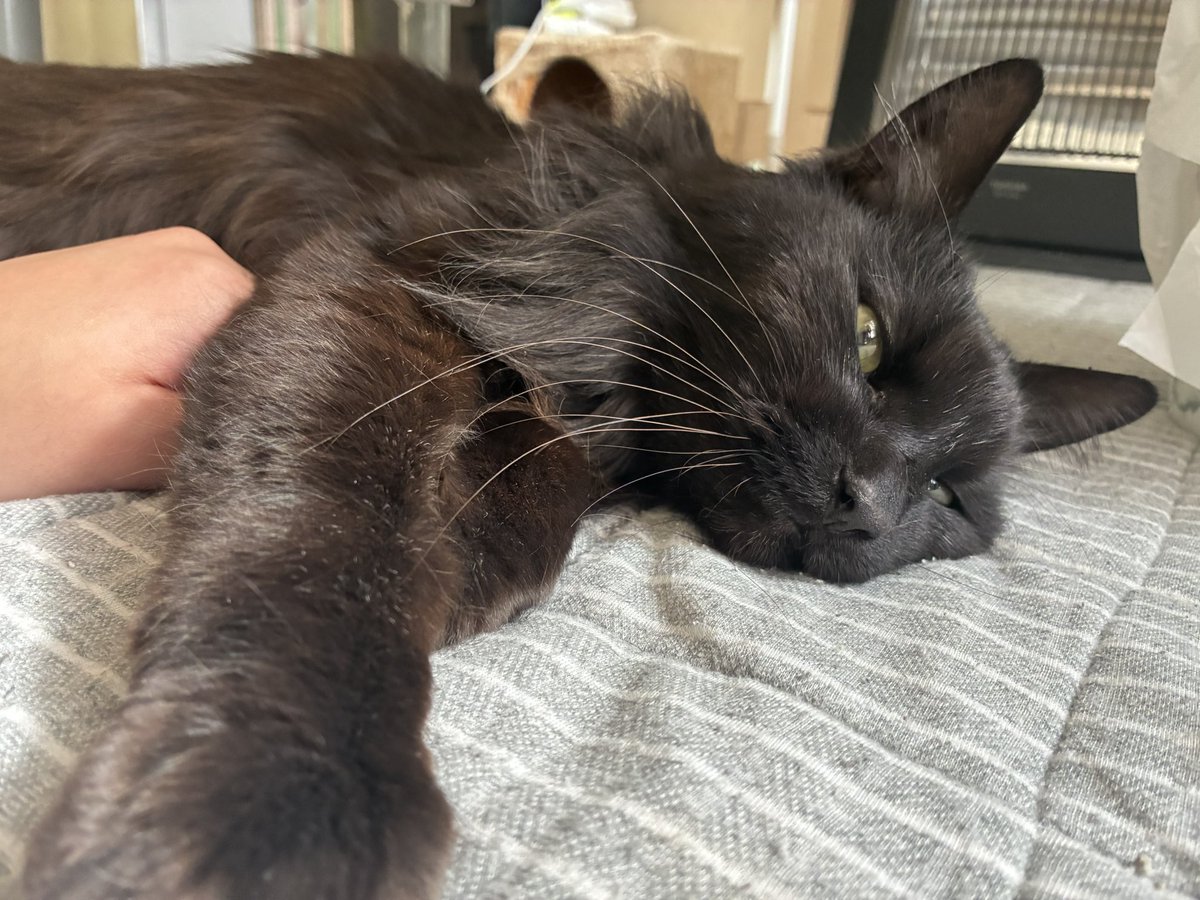 お昼寝一緒にしたい魔王