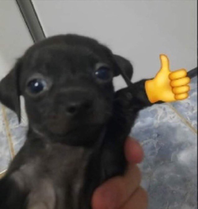 Si llegará Nico Ibáñez a la noria