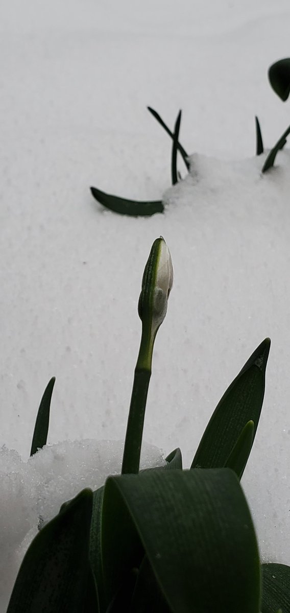 雪の中のスノードロップ
冷たいのに頑張ってる
偉いね