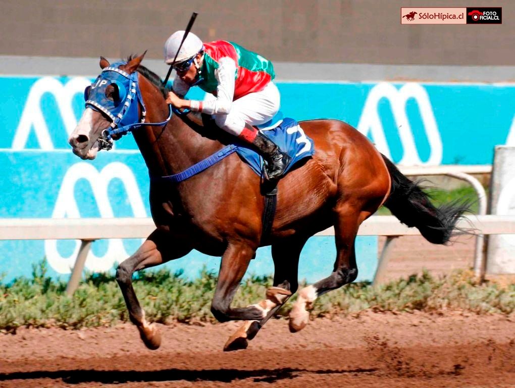 solohipica's tweet photo. EL RECTOR (Tourist) ganando el Clásico "Porfido” 1600m. Lunes 9 de febrero Club Hípico de Santiago. Stud LOS QUE SABEN Preparador JOHN PINOCHET Jinete PEDRO ROBLES. Pagó $5.60 #solohipica #ElRector #Tourist #StudLosQueSaben #JohnPinochet #PedroRobles #ClubHípicoSantiago #Clásico https://t.co/PwEfV1fOOD