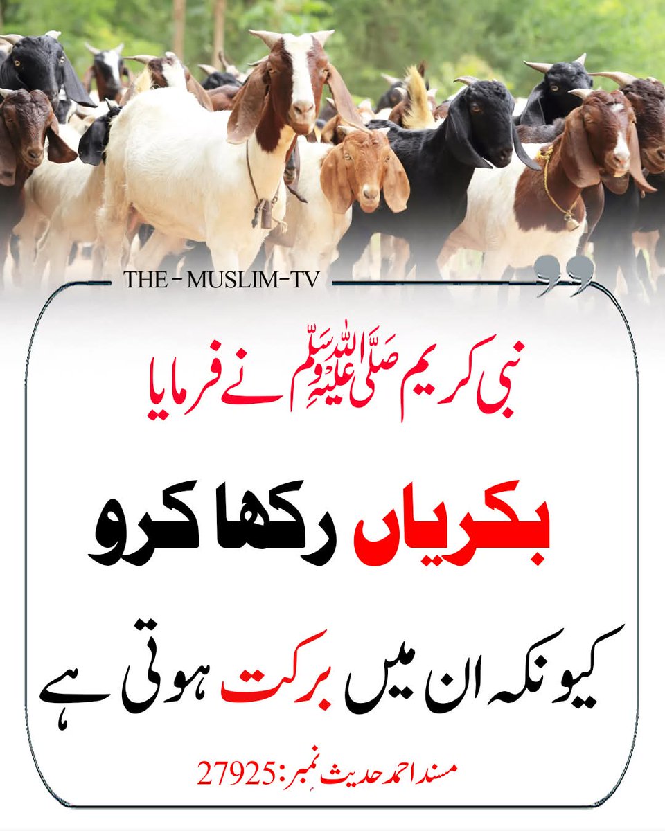 نبی کریم ﷺ نے فرمایا:
“بکریاں رکھا کرو کیونکہ ان میں برکت ہوتی ہے۔”

حوالہ: مسند احمد ، حدیث نمبر: 27925

اس حدیث میں رسول اللہ ﷺ نے بکریاں پالنے کی فضیلت اور اس میں موجود برکت کا ذکر فرمایا ہے، کہ بکریاں رکھنا باعثِ برکت ہے، کیونکہ یہ ایک حلال اور مفید جانور ہے جس سے دودھ،